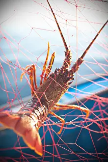 Cold Blooded Prints: Lobster caught in fishing net