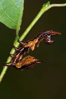 Larva Prints: Lobster Moth Stauropus fagi Larvae feeding on beech with nice defuse background potton bedfordshire