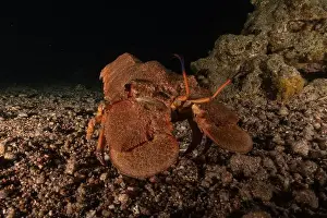 Crayfish Prints: Lobster at the Red Sea Colorful and beautiful, Eilat Israel