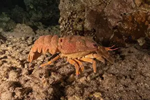 Crayfish Prints: Lobster at the Red Sea Colorful and beautiful, Eilat Israel