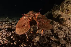 Crayfish Prints: Lobster at the Red Sea Colorful and beautiful, Eilat Israel