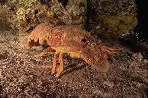 Crayfish Prints: Lobster at the Red Sea Colorful and beautiful, Eilat Israel