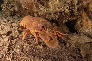 Crayfish Prints: Lobster at the Red Sea Colorful and beautiful, Eilat Israel