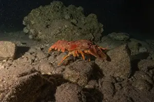 Lobster Prints: Lobster at the Red Sea Colorful and beautiful, Eilat Israel