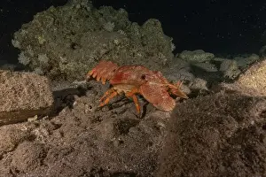 Lobster Prints: Lobster at the Red Sea Colorful and beautiful, Eilat Israel