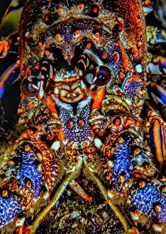 Sponges Prints: Lobsters are malacostracans of the family Nephropidae synonym Homaridae