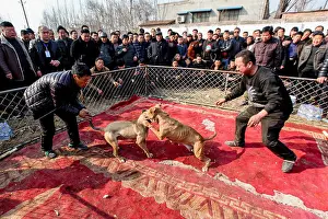 Bloody Prints: Local villagers watch a dog fight at a temple fair in a village in Huaxian county
