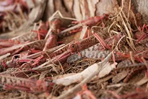 Locust Prints: Locusts feeding on eucalyptus - Desert locust