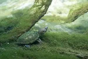 Cold Blooded Prints: Loggerhead musk turtle on river bed surrounded by algae