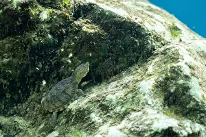 Cold Blooded Prints: Loggerhead musk turtle on a rock underwater