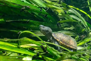 Cold Blooded Prints: Loggerhead musk turtle underwater with sea grass
