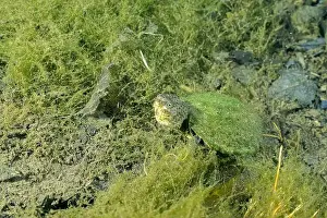 Cold Blooded Prints: Loggerhead musk turtle underwater surrounded by algae