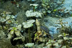Cold Blooded Prints: Loggerhead musk turtle underwater surrounded by aquatic plants