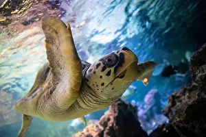 Cold Blooded Prints: The loggerhead sea turtle (Caretta caretta) swim in the Genoa Aquarium