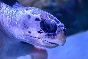 Underwater Photography Prints: Loggerhead sea turtle swimming in the sea. Close up of turtle in the water