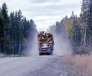 Logging Prints: A logging truck filled with spruce and fir trees rumbles along a dusty road in Mains North Woods in October