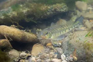 Darter Prints: Logperch darter foraging on a rocky riverbed