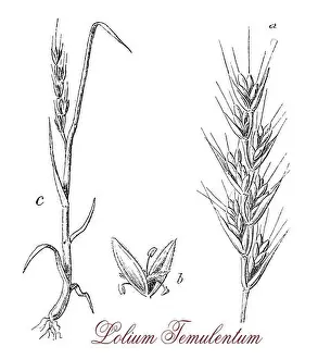 Cockle Prints: Lolium temulentum or Poison darnel is a weed very similar to wheat