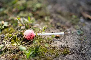 Litter Prints: A lollipop lies on the ground and gets eaten by ants