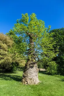 Mutant Prints: London plane tree (Platanus x hispanica) in Kew Gardens, UK