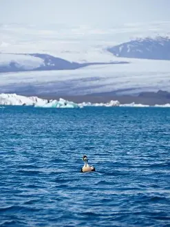 Melancholy Prints: A lone bird peacefully floats on icy blue water with majestic snow-covered mountains in the background