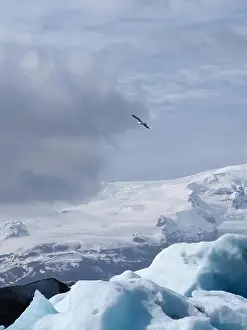 Lonesome Prints: A lone bird soars high over a chilly
