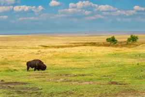 Sheila Haddad Prints: Lone bison is grazing on the green grass in the yellow grasslands of South Dakota