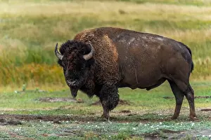 Sheila Haddad Prints: Lone bison, powerful to look at, is looking down before grazing