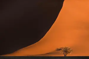 A lone camelthorn tree stands in front of a large red sand dune in Sossusvlei, Namibia