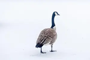 Wild Goose Prints: A lone Canada goose seen at a snow covered lot in Edmonton, Alberta, Canada