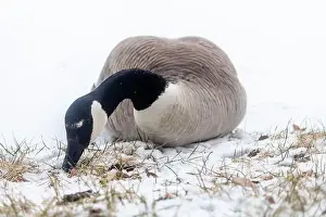 Wild Goose Prints: A lone Canada goose seen at a snow covered lot in Edmonton, Alberta, Canada