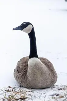 Wild Goose Prints: A lone Canada goose seen at a snow covered lot in Edmonton, Alberta, Canada