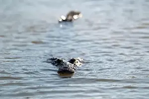 Cold Blooded Prints: A lone crocodile glides through the green waters of the Yucatan Peninsula