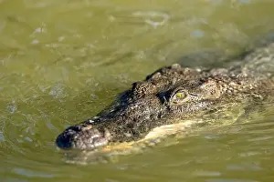 Cold Blooded Prints: A lone crocodile glides through the green waters of the Yucatan Peninsula