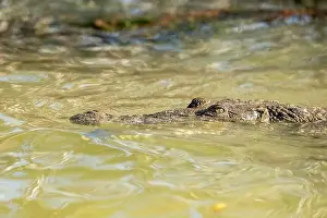 Cold Blooded Prints: A lone crocodile glides through the green waters of the Yucatan Peninsula