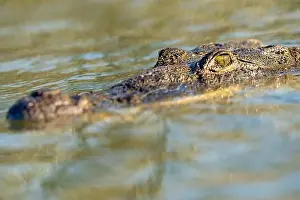 Cold Blooded Prints: A lone crocodile glides through the green waters of the Yucatan Peninsula