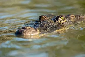 Cold Blooded Prints: A lone crocodile glides through the green waters of the Yucatan Peninsula