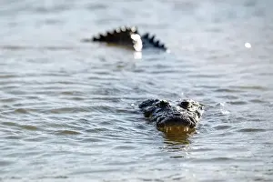 Cold Blooded Prints: A lone crocodile glides through the green waters of the Yucatan Peninsula