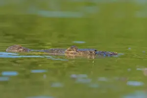 Cold Blooded Prints: A lone crocodile glides through the green waters of the Yucatan Peninsula