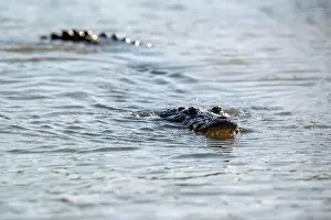 Cold Blooded Prints: A lone crocodile glides through the green waters of the Yucatan Peninsula