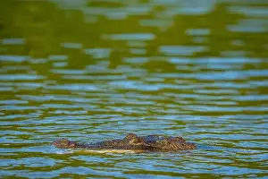 Cold Blooded Prints: A lone crocodile glides through the green waters of the Yucatan Peninsula