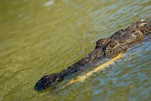 Cold Blooded Prints: A lone crocodile glides through the green waters of the Yucatan Peninsula