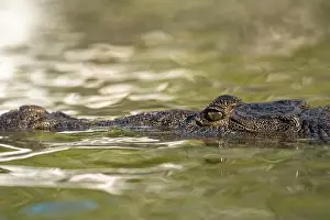 Cold Blooded Prints: A lone crocodile glides through the green waters of the Yucatan Peninsula