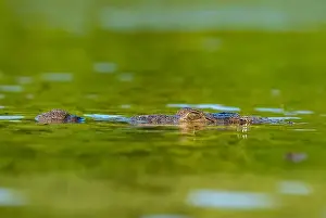 Cold Blooded Prints: A lone crocodile glides through the green waters of the Yucatan Peninsula