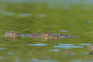 Cold Blooded Prints: A lone crocodile glides through the green waters of the Yucatan Peninsula