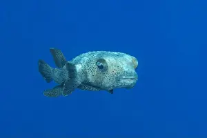 Sea Creature Prints: A lone Diodon hystrix swimming in the clear blue waters of Bonaire