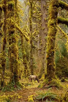 Ferns Prints: Lone Elk, Hoh Rainforest, WA, USA
