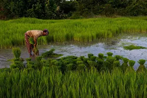 Headwear Prints: A lone Khmer woman planting a rice field wearing a krama (a traditional Cambodian scarf)