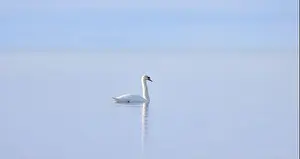 Lake Ontario Prints: A lone Mute swan swimming on the calm waters of Lake Ontario