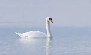 Lake Ontario Prints: A lone Mute swan swimming on the calm waters of Lake Ontario